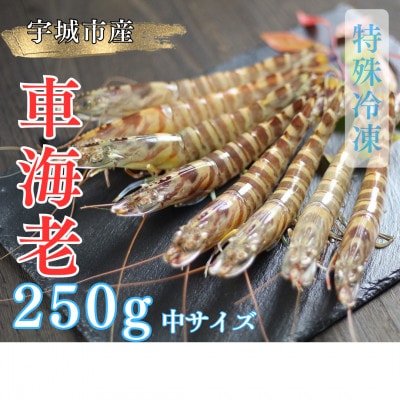 【特殊冷凍】車海老250g (9~11尾)水揚げ即真空パック&瞬間冷凍で鮮度抜群