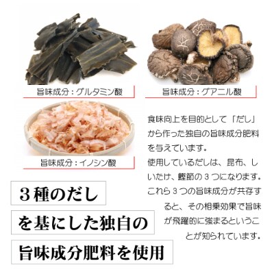 平均糖度13度以上!園村苺園の極限まで水を切って栽培したド根性苺 約600g