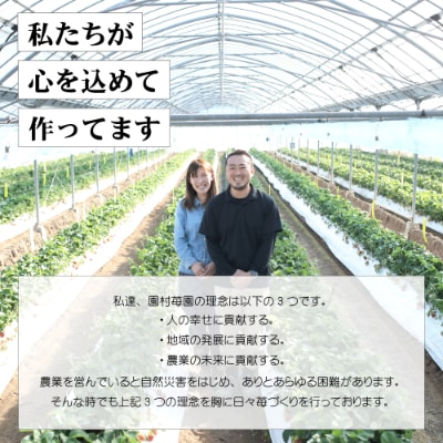 平均糖度13度以上!園村苺園の極限まで水を切って栽培したド根性苺 約600g