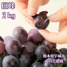 みのだ農園の巨峰2kg