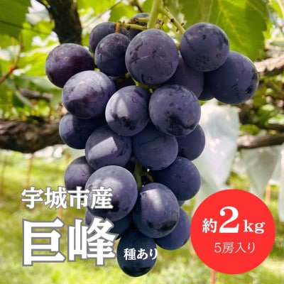 【先行予約】【数量限定】熊本県 宇城市産 巨峰 ぶどう 2kg 【みのだ農園】