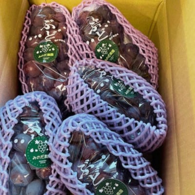 【先行予約】【数量限定】熊本県 宇城市産 巨峰 ぶどう 2kg 【みのだ農園】