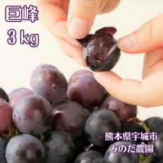 みのだ農園の巨峰3kg