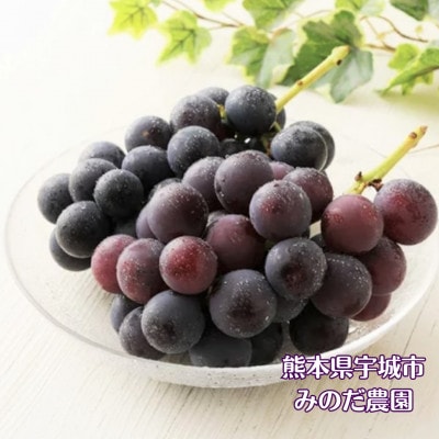 みのだ農園の巨峰3kg