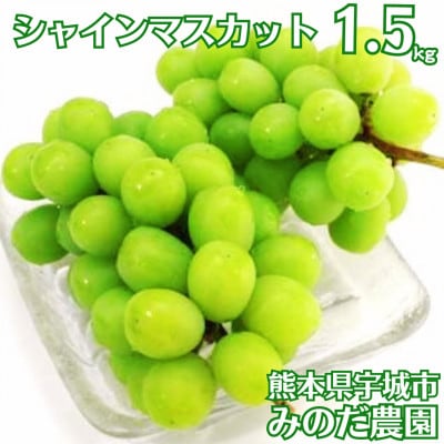 【先行予約】【数量限定】 シャインマスカット 1.5kg ぶどう 果物 フルーツ【みのだ農園】