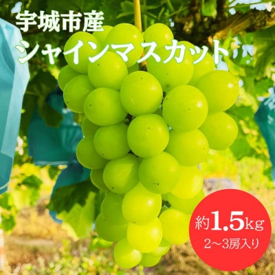 【先行予約】【数量限定】 シャインマスカット 1.5kg ぶどう 果物 フルーツ【みのだ農園】