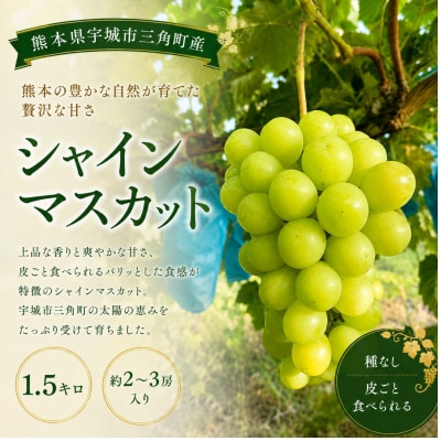 【先行予約】【数量限定】 シャインマスカット 1.5kg ぶどう 果物 フルーツ【みのだ農園】