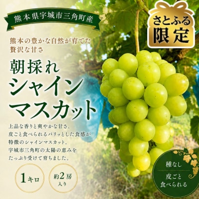 【さとふる限定】朝採れシャインマスカット 1kg(2房)