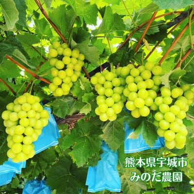 【さとふる限定】朝採れシャインマスカット 1kg(2房)