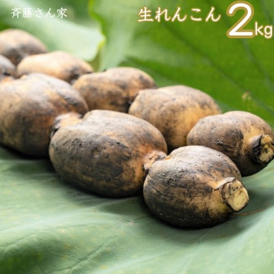 熊本県産 宇城市 レンコン 斉藤さん家の「生」れんこん　約2kg