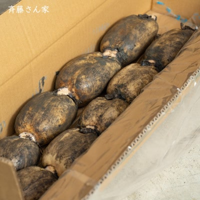 熊本県産 宇城市 レンコン 斉藤さん家の「生」れんこん　約2kg
