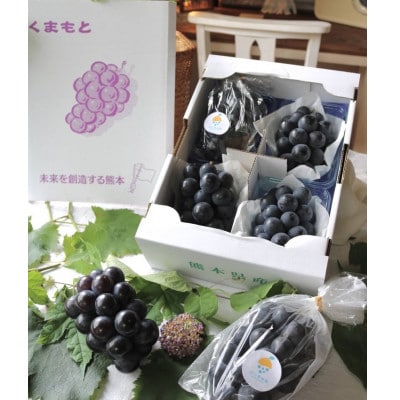 宇城市産　松川果樹園の種なし巨峰　約1.5kg(4房入り)