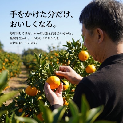 【数量限定】ひでみかん宇城市産 青島 温州みかん 約5kg