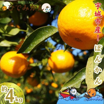 宇城市産  早生 ポンカン 約4kg ひでみかん