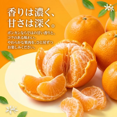 宇城市産 ポンカン 約4kg ひでみかん