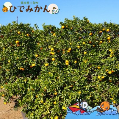 宇城市産 ポンカン 約4kg ひでみかん