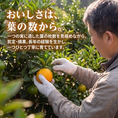 宇城市産 ポンカン 約4kg ひでみかん