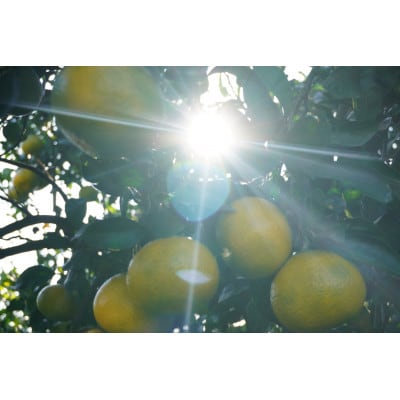 【さとふる限定】スイートスプリング約4kg 宇城市産