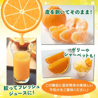 熊本県宇城市産　不知火(しらぬい)　約8kg