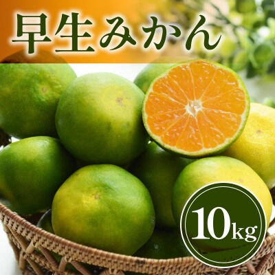 宇城市産　早生みかん 約10kg