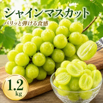 シャインマスカット　1.2kg(宇城市)