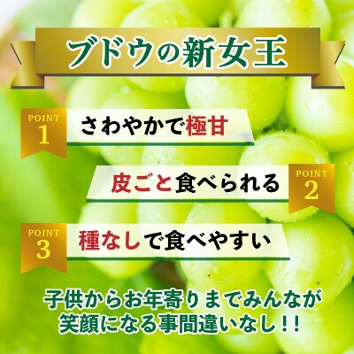 シャインマスカット　500g(宇城市)