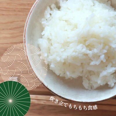 熊本県宇城市産 森のくまさん 令和4年産 10kg