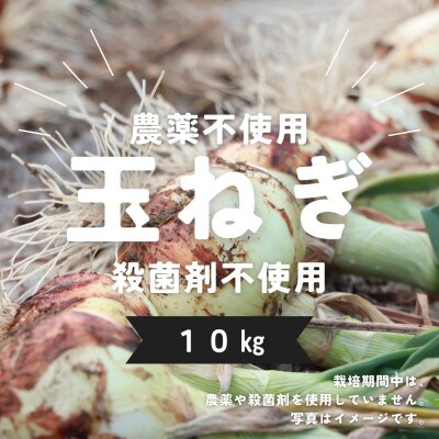 熊本県宇城市産　玉ねぎ10kg　2月下旬から順次発送