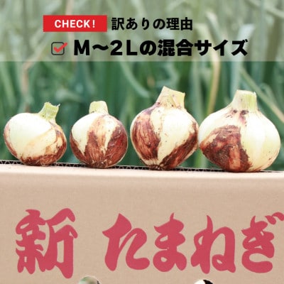 先行予約 新玉ねぎ 5kg 訳あり M～2L混合【2026年2月中旬～3月上旬発送】