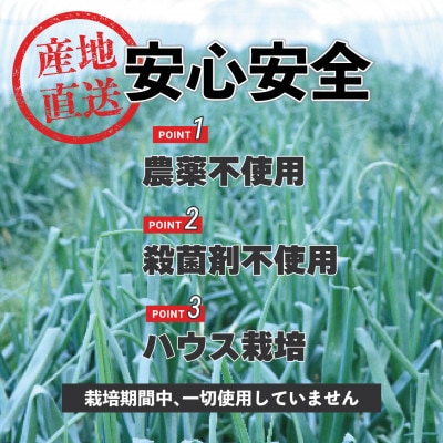 先行予約 新玉ねぎ 5kg 訳あり M～2L混合【2026年2月中旬～3月上旬発送】