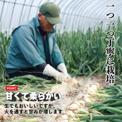 先行予約 新玉ねぎ 5kg 訳あり M～2L混合【2026年2月中旬～3月上旬発送】