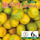 極早生みかん 6kg 熊本県宇城市産