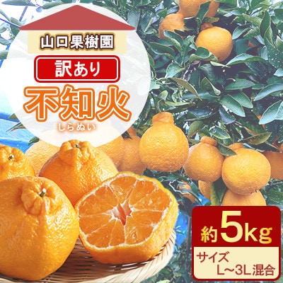 不知火 訳あり 約5kg L～3L混合【先行受付!2026年2月上旬～順次発送】山口果樹園(宇城市)