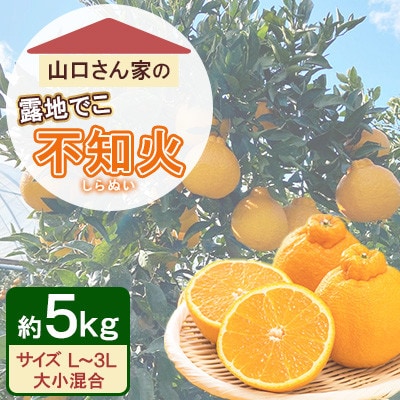 不知火 山口さん家の露地でこ 約5kg L～3L混合【先行予約!2026年2月上旬～発送】(宇城市)