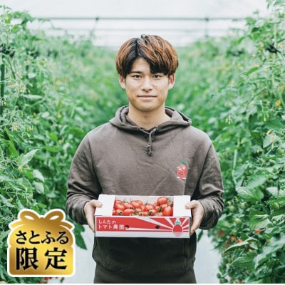 【さとふる限定】熊本県宇城市不知火町産　アイコミニトマト