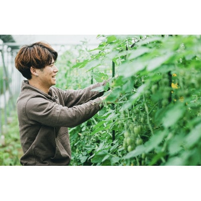 【さとふる限定】熊本県宇城市不知火町産　アイコミニトマト