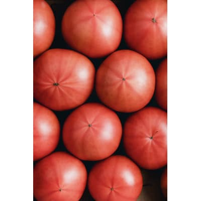 【さとふる限定】熊本県宇城市不知火町産　塩トマト