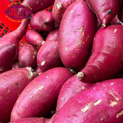 HARUFARMの紅はるか　5kg