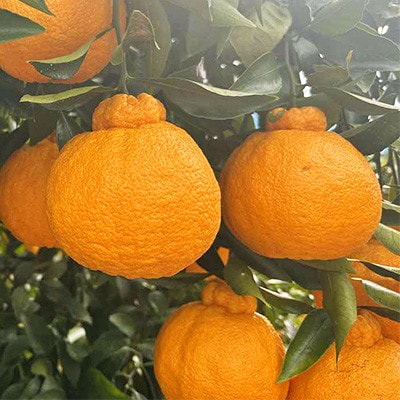 【加温栽培】2025年12月上旬から下旬発送予定!!宇城市産 不知火 約3kg【坂下園】