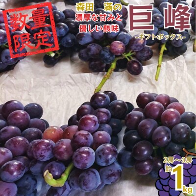 熊本県宇城市産 巨峰 2～3房 約1kg【ギフトボックス】【森田滿】