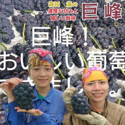 熊本県宇城市産 巨峰 2～3房 約1kg【ギフトボックス】【森田滿】