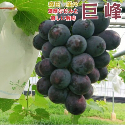 熊本県宇城市産 巨峰 2～3房 大粒 約1kg【森田滿】