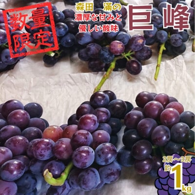 熊本県宇城市産 巨峰 2～3房 大粒 約1kg【森田滿】
