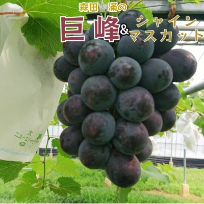 熊本県宇城市産 巨峰&シャインマスカットのセット 約1kg【森田滿】