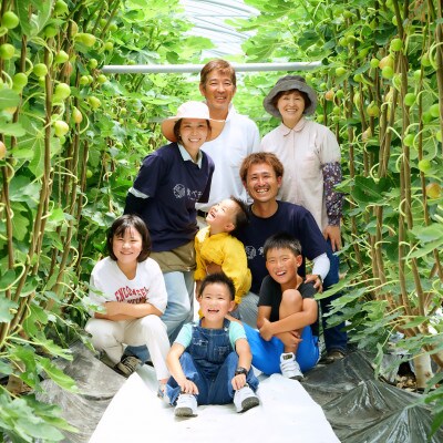 ハウスイチジク 約4kg 約250g×16パック 旬の果物いちじくをお届けします!!【宝ファーム】