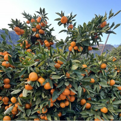 【 先行予約 】熊本みかん(2S～2L) 約10kg  【10月下旬～11月下旬発送予定】