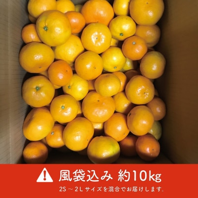 【 先行予約 】熊本みかん(2S～2L) 約10kg  【10月下旬～11月下旬発送予定】