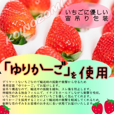 【 JA 熊本うき】いちご 恋のぞみ(贈答)800g