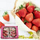 先行予約!2026年2月より順次発送 いちご 恋のぞみ約500g(250g×2P)【JA熊本うき】