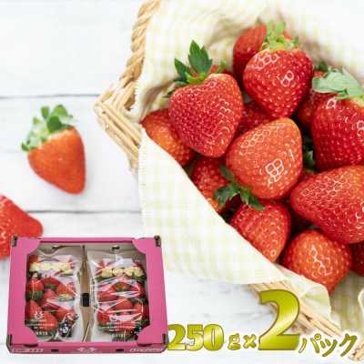 先行予約!2026年2月より順次発送 いちご 恋のぞみ約500g(250g×2P)【JA熊本うき】